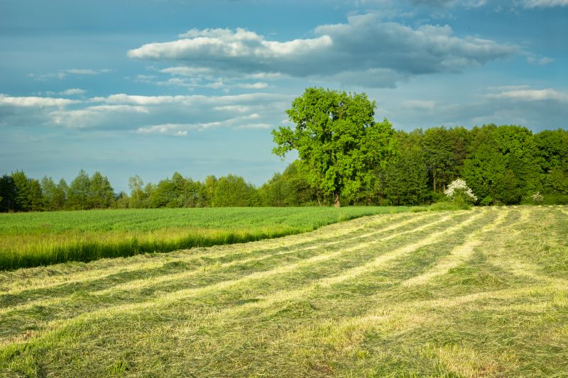 Vegetation After Cutting