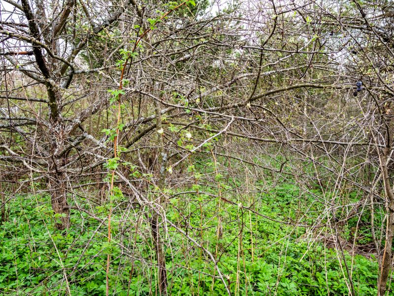 Overgrown Field Before Bush Hogg