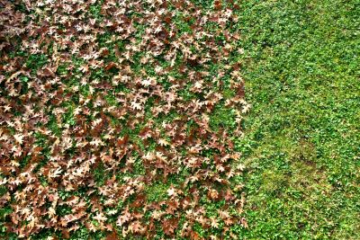 Fall Lawn Cleanup Service in Ventura County, CA