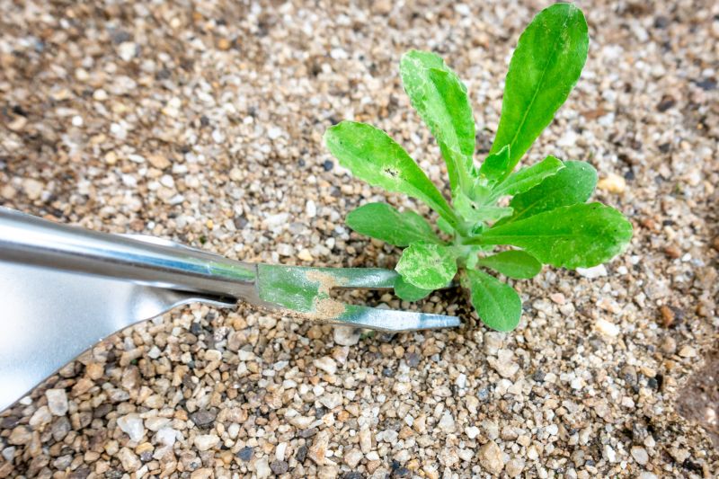 Flower Bed Weeding Service in Aiken, SC