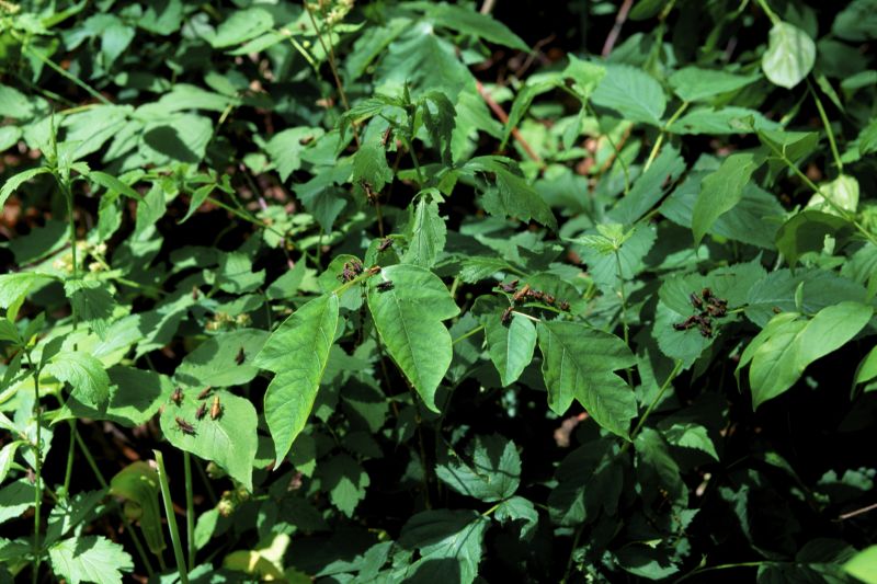 Poison Ivy Removal in Honolulu, HI