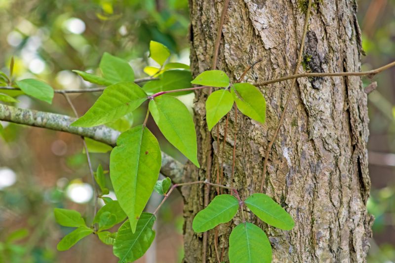 Poison Ivy Removal in Bucks County, PA