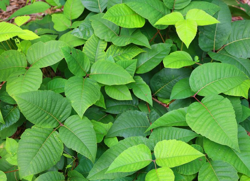 Poison Ivy Removal in Harford County, MD