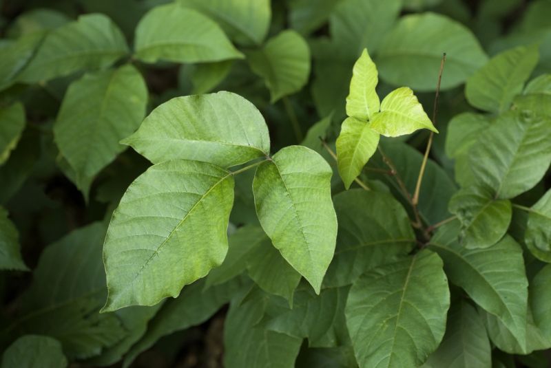 Poison Oak Removal in Ventura County, CA