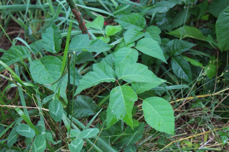 Poison Oak Removal in Bel Air, MD