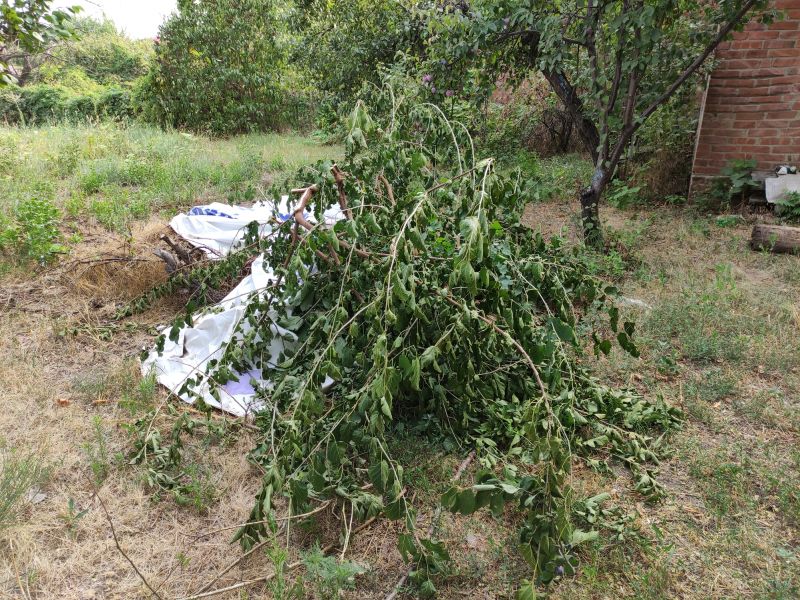 Tree Branch Disposal in Honolulu, HI